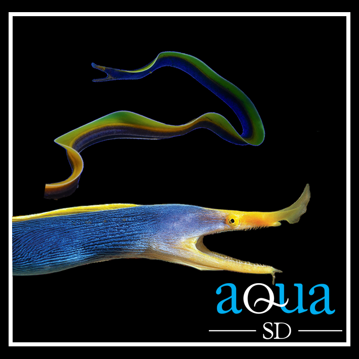 Ribbon Eel; Blue - Rhinomuraena quaesita