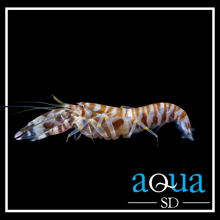 Pistol Shrimp; Tiger - Alpheus sp.