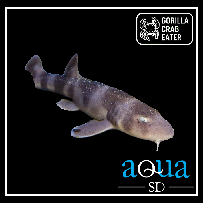 Shark-Grey Bamboo (chiloscyllium griseum)