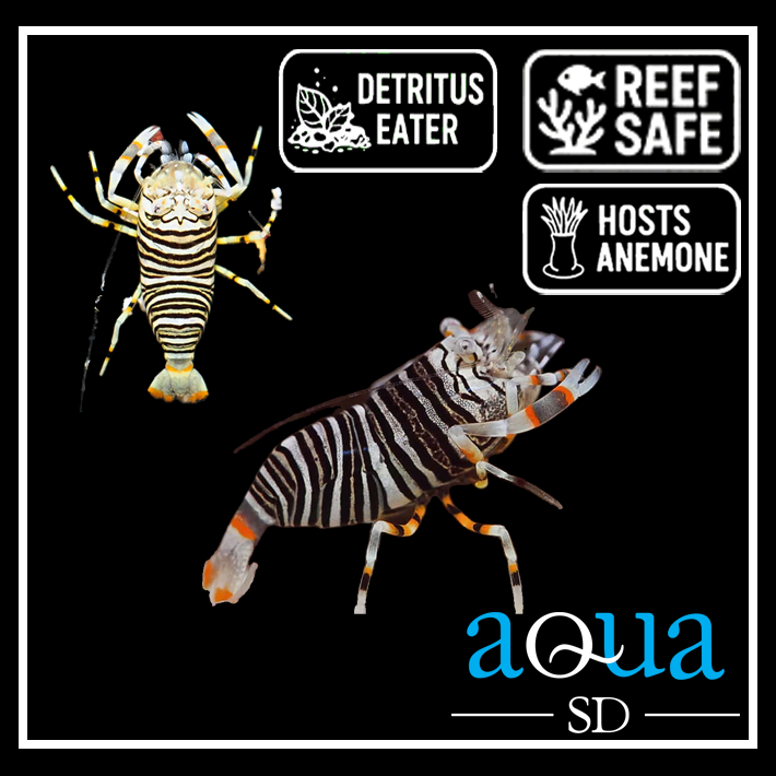 Bumble Bee Shrimp - Gnathophyllum americanum