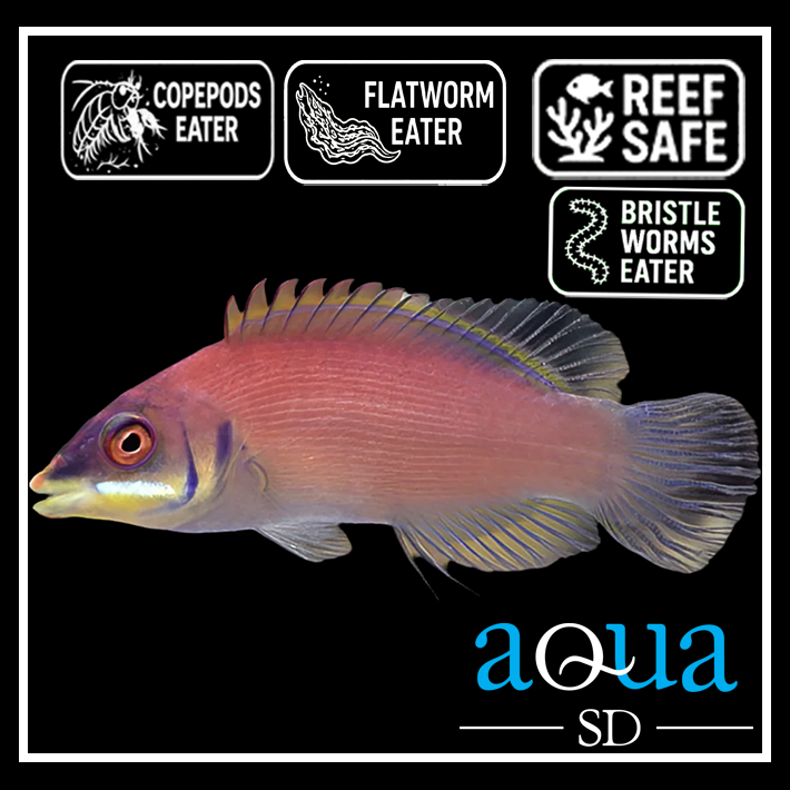Disappearing Wrasse - Pseudocheilius evanidus