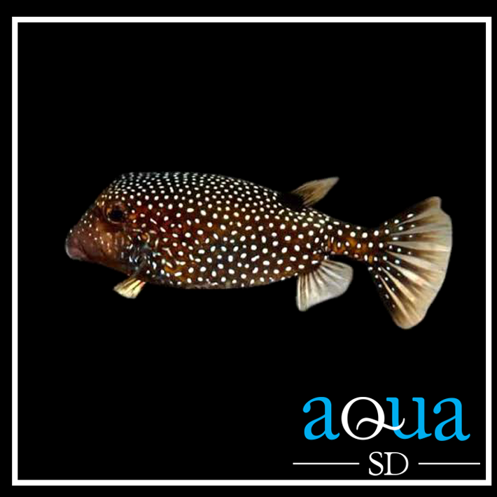 Black Boxfish (Female) - Ostracion meleagris