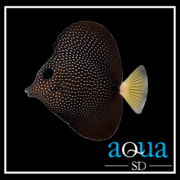 Gem Tang - Zebrasoma gemmatum