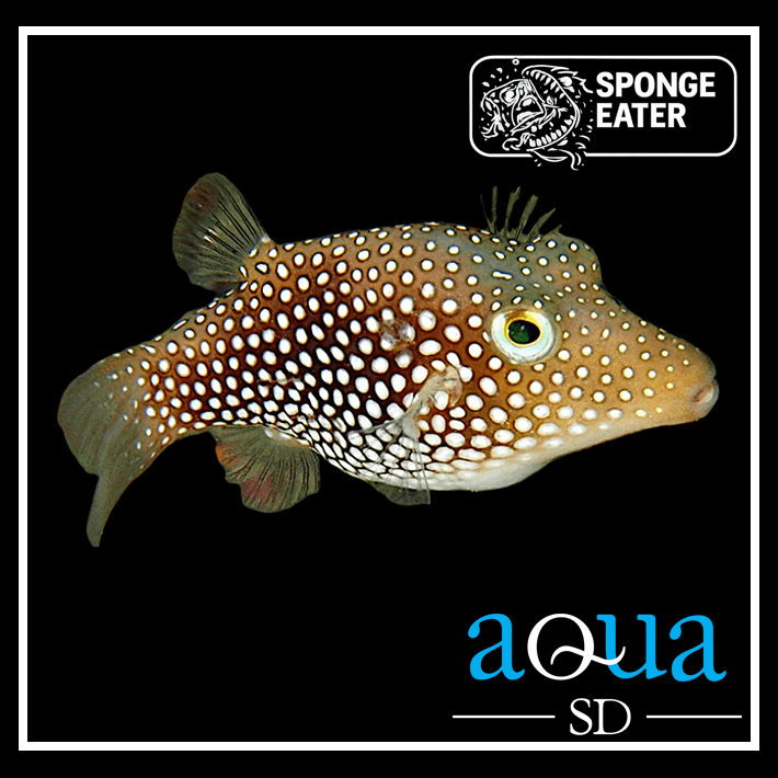 Spotted Sharpnose Puffer - Costa Rica - Canthigaster punctatissima