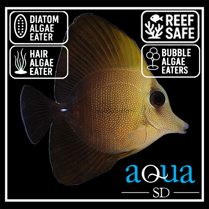 Scopas Tang - Zebrasoma scopas