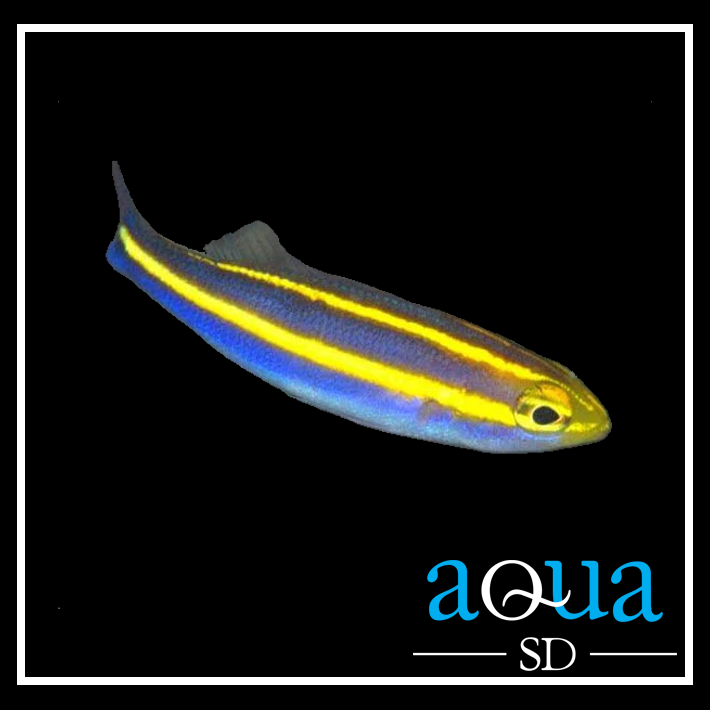 Yellow Line Snapper - Pentapodus nemurus