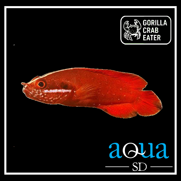 Red Soapfish - Suttonia lineata