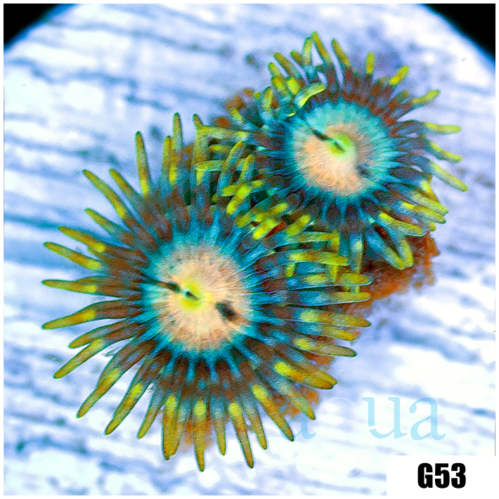 Laser Lemon Zoanthids