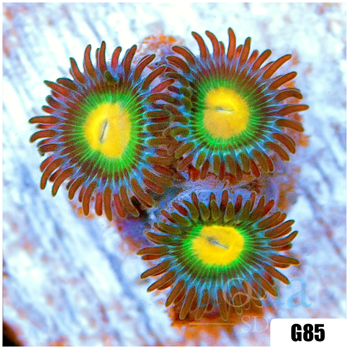 Gator Eyes Zoas