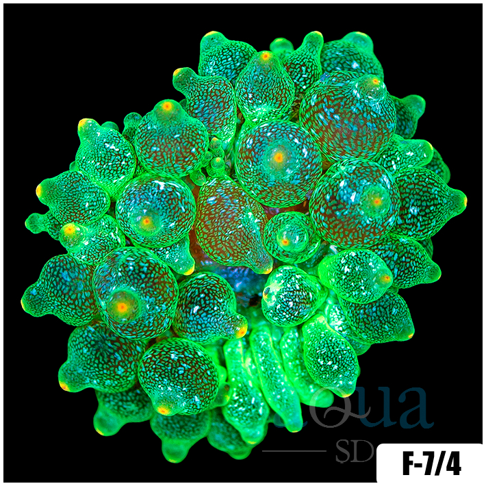 Acid Wash Bubble Tip Anemone