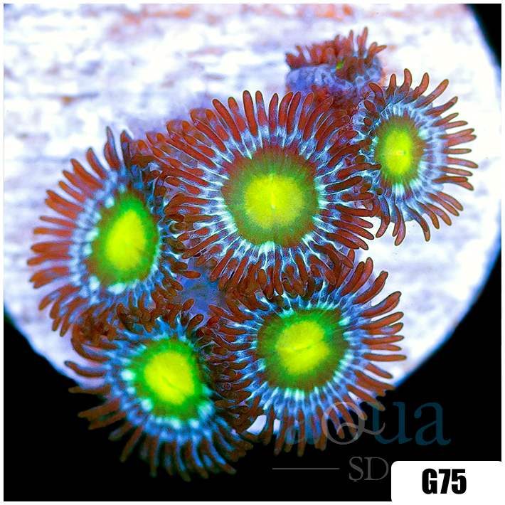 Dragon Eyes Zoas