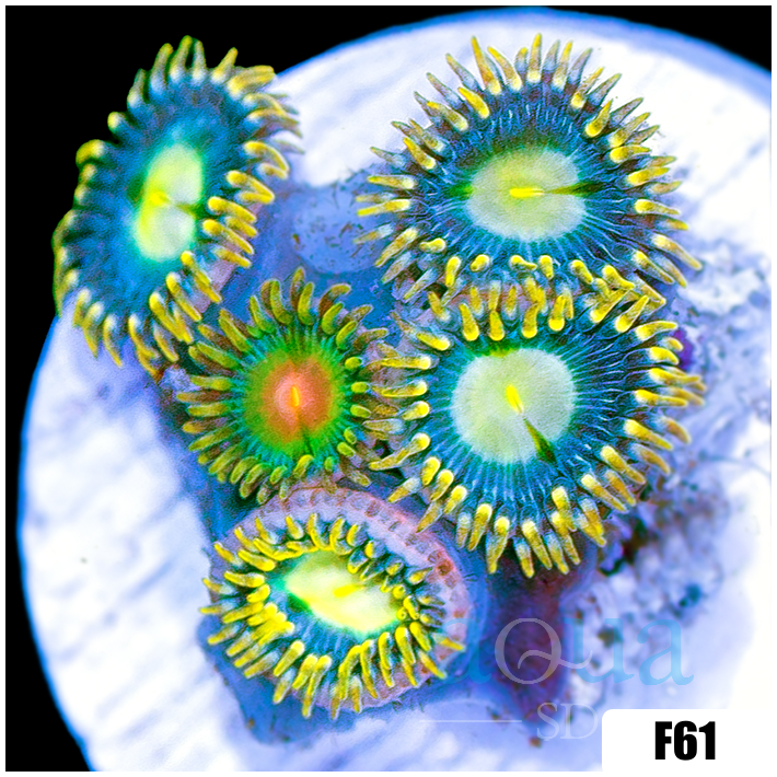ASD Combo Zoanthids Frag