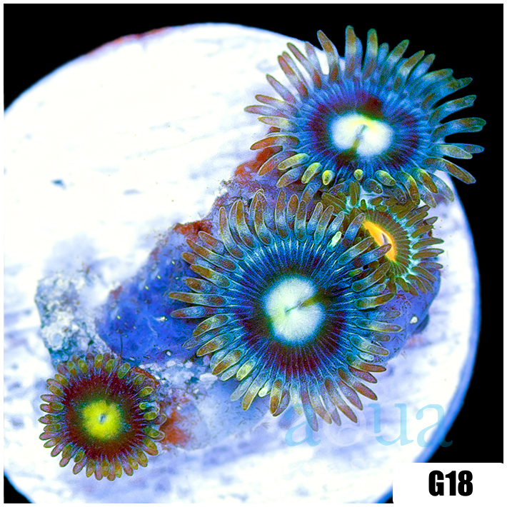 ASD Combo Zoanthids Frag