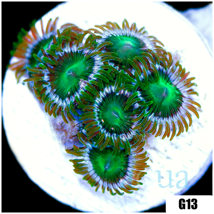 Dragon Eyes Zoas