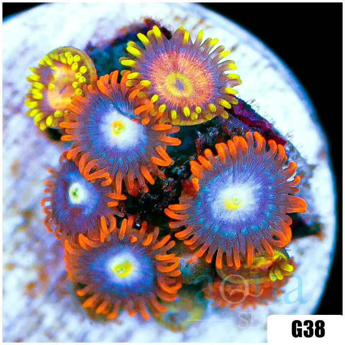 ASD Combo Zoanthids Frag