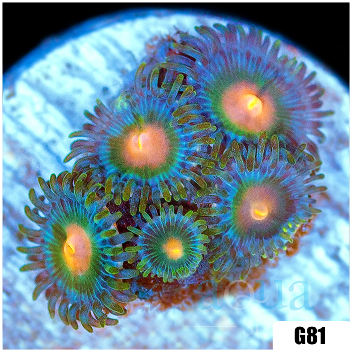 Gator Eyes Zoas