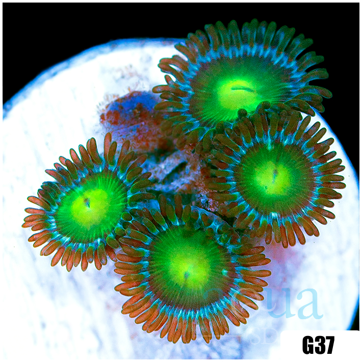 Dragon Eyes Zoas