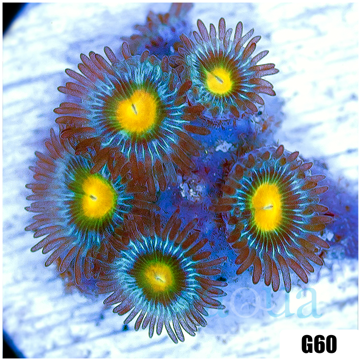Gator Eyes Zoas