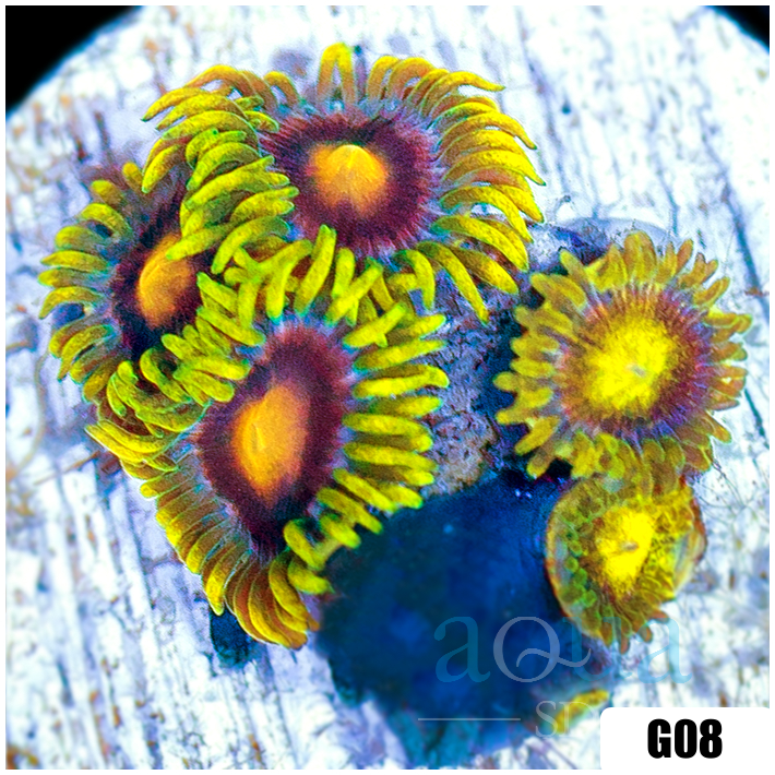 ASD Blow Pop Zoas