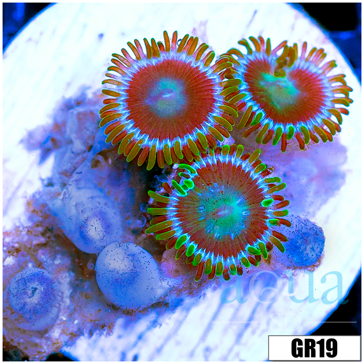 ASD Portal Zoas