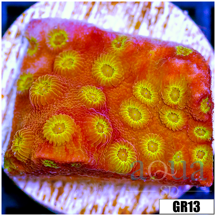ASD Golden Cyphastrea