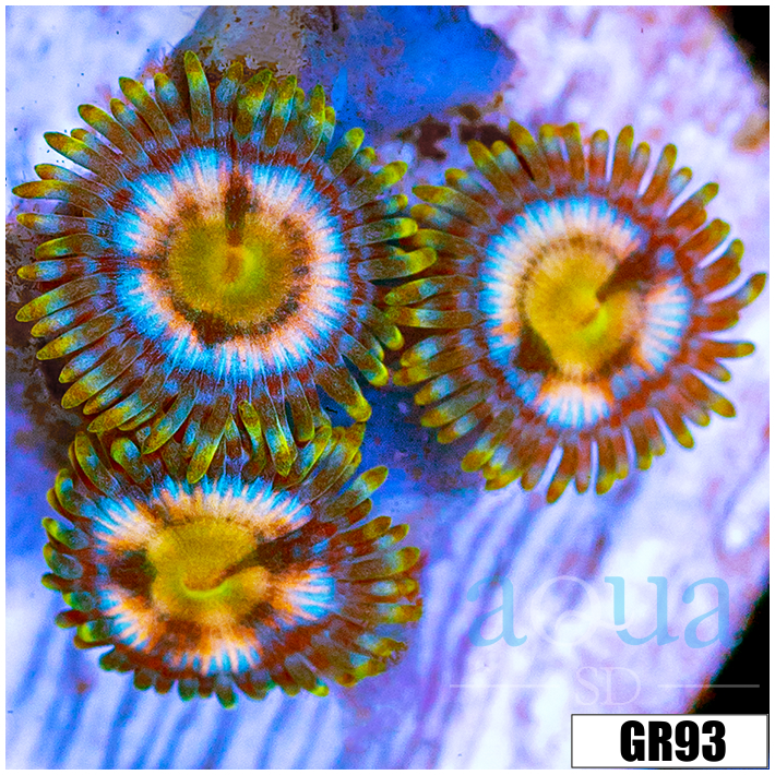 Laser Lemon Zoanthids