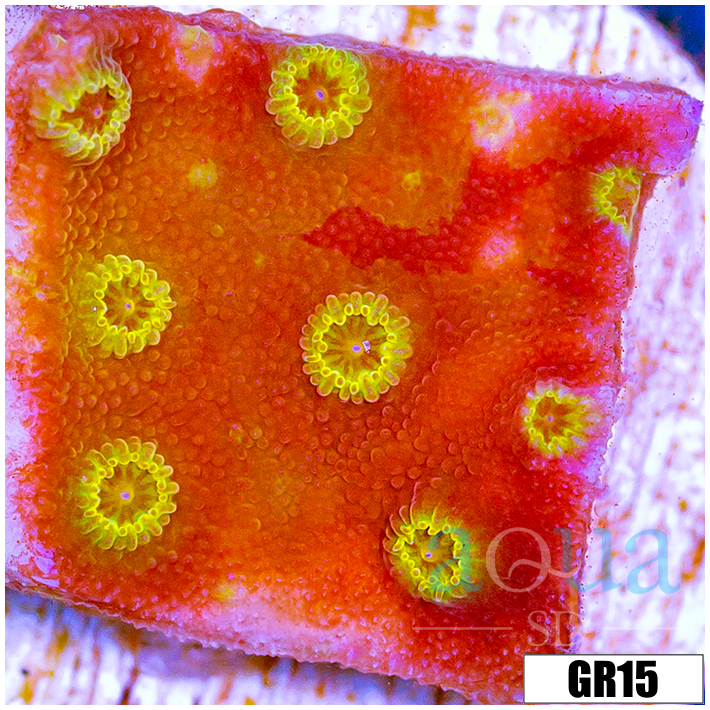 ASD Golden Cyphastrea