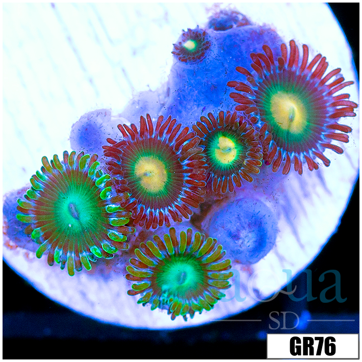 Combo Zoanthids Frag