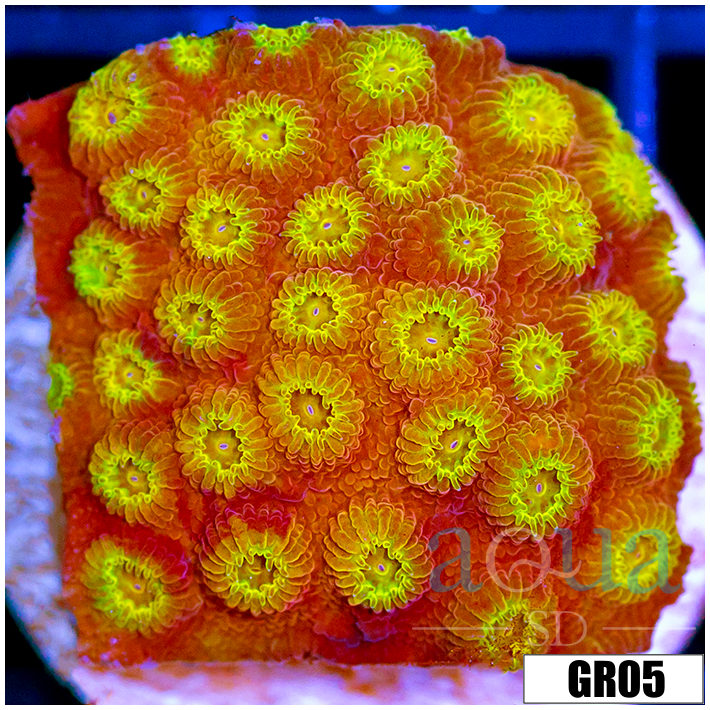 ASD Golden Cyphastrea