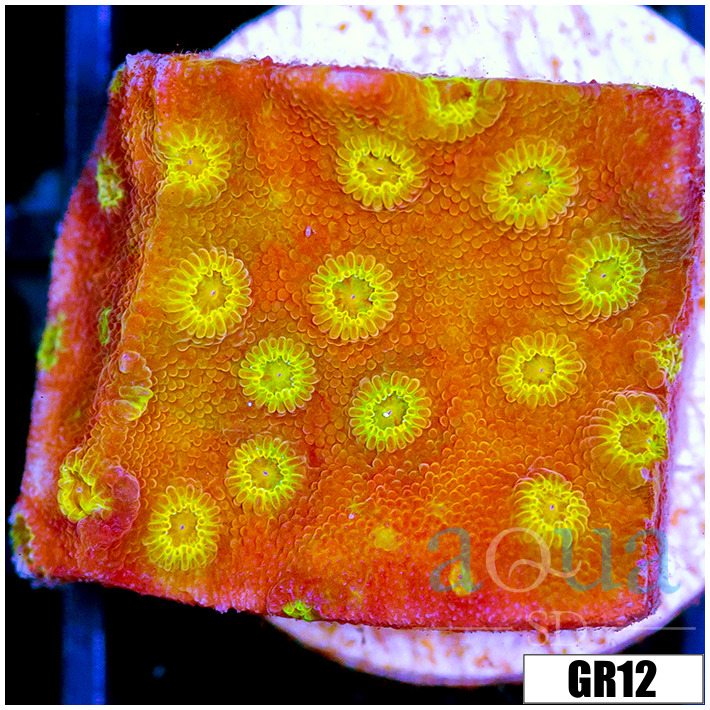 ASD Golden Cyphastrea