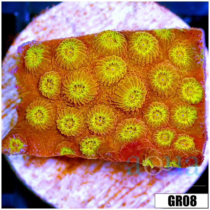 ASD Golden Cyphastrea