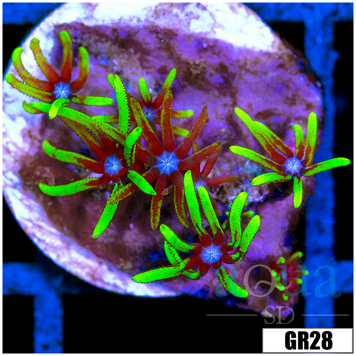 Green Star Polyps