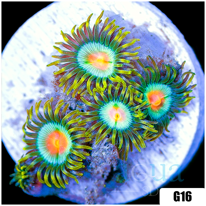 ASD Electric Sunrise Zoanthids