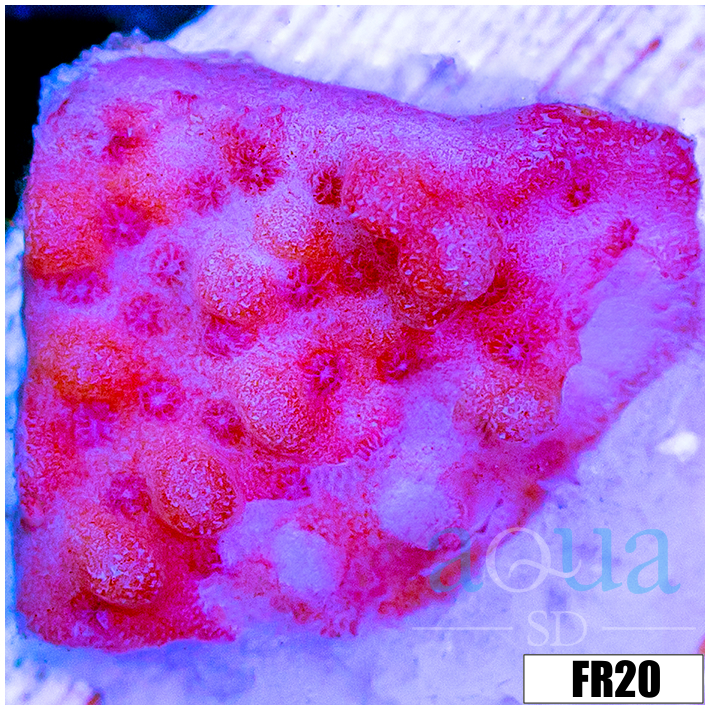 Orange Phoenix Montipora