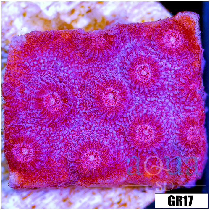 Grape Cyphastrea