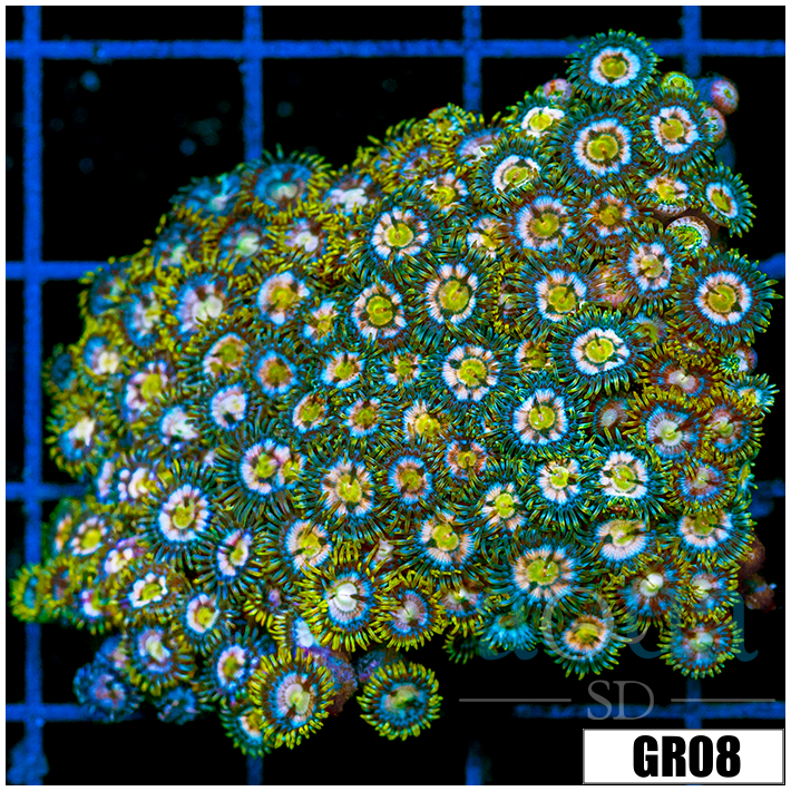 Laser Lemon Zoanthids Chunk