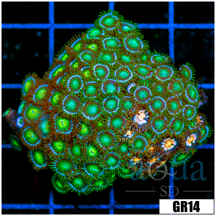 Dragon Eyes Zoanthids Chunk