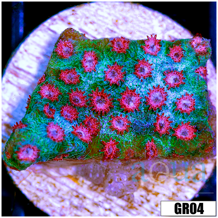 Watermelon Gushers Cyphastrea