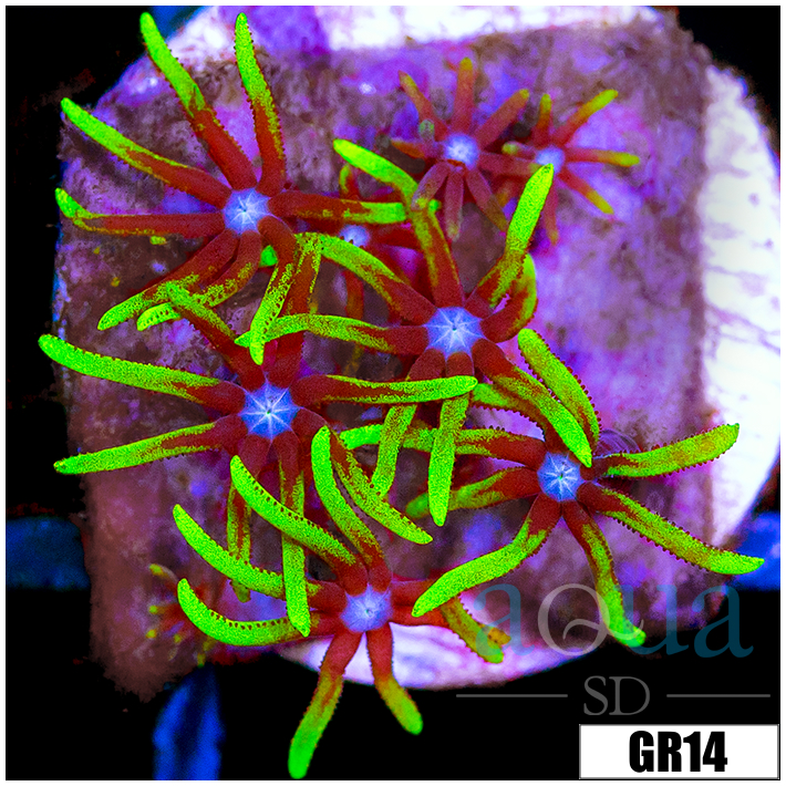 Green Star Polyps