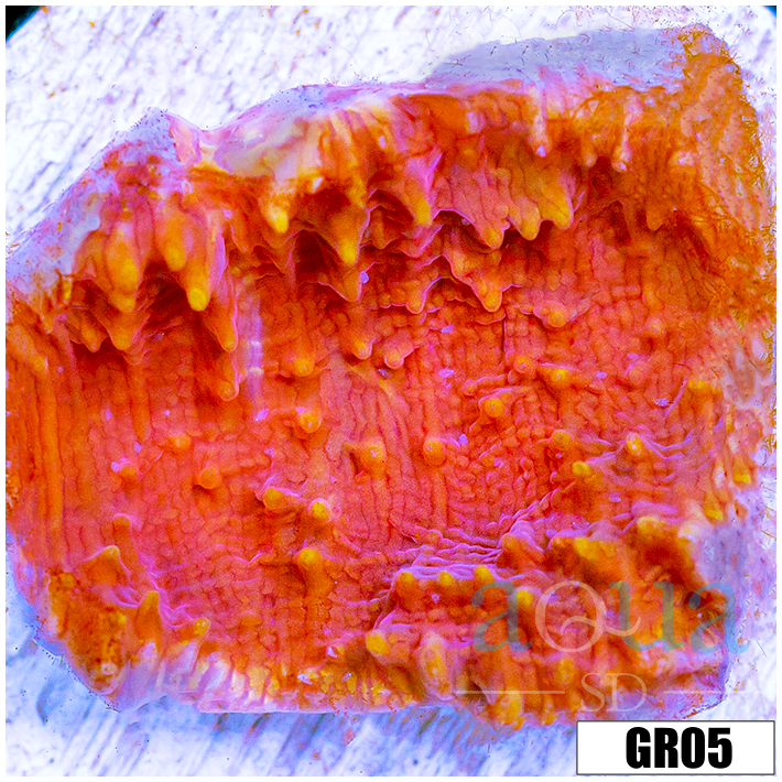 Dragons Breath Chalice