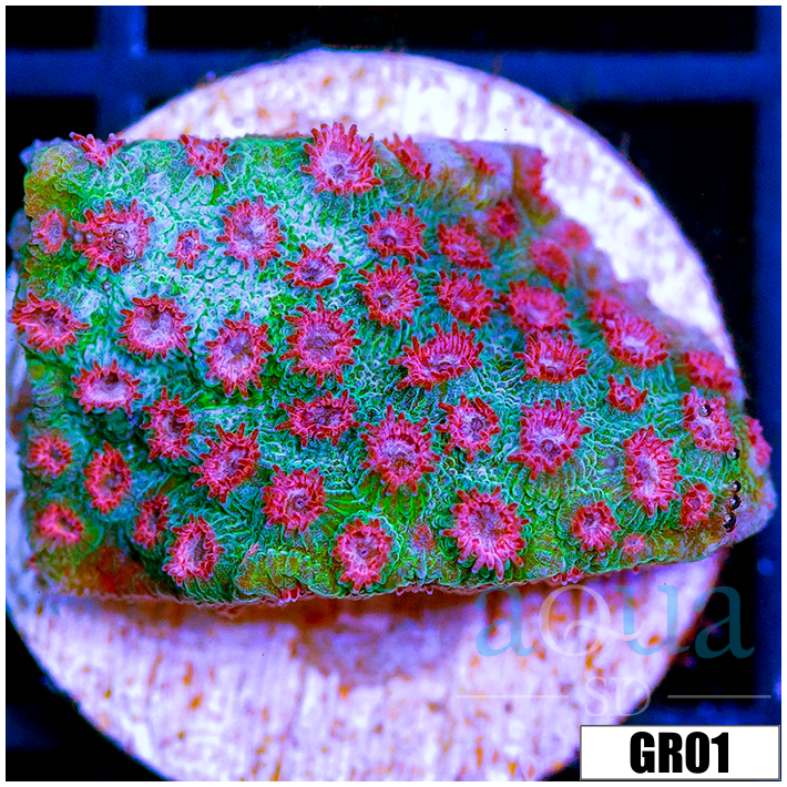 Watermelon Gushers Cyphastrea