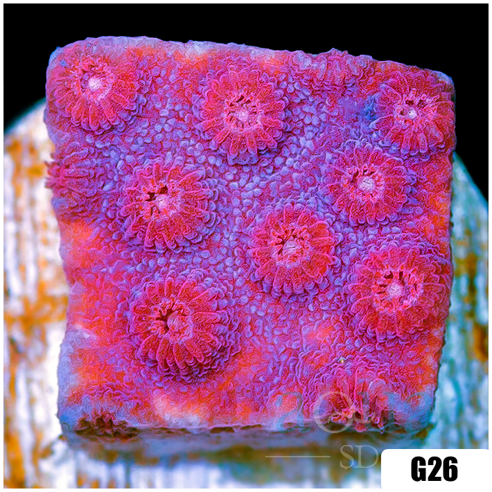 Grape Cyphastrea