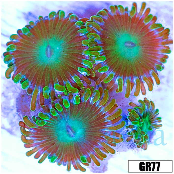 Dragon Eyes Zoas