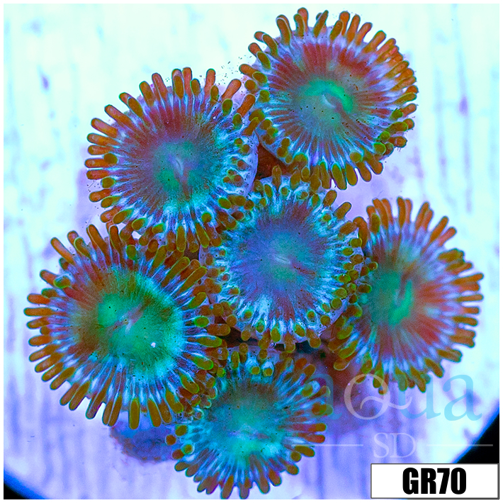 ASD Portal Zoanthids
