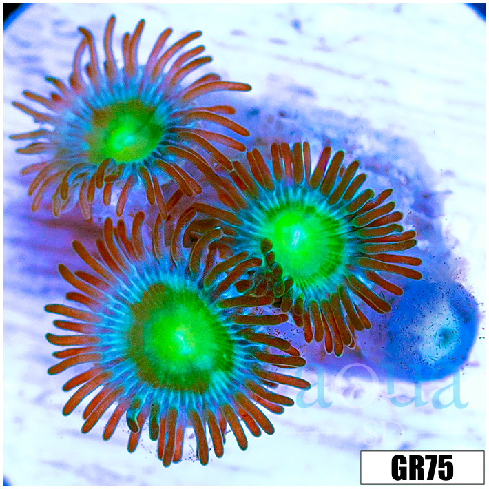 Dragon Eyes Zoas
