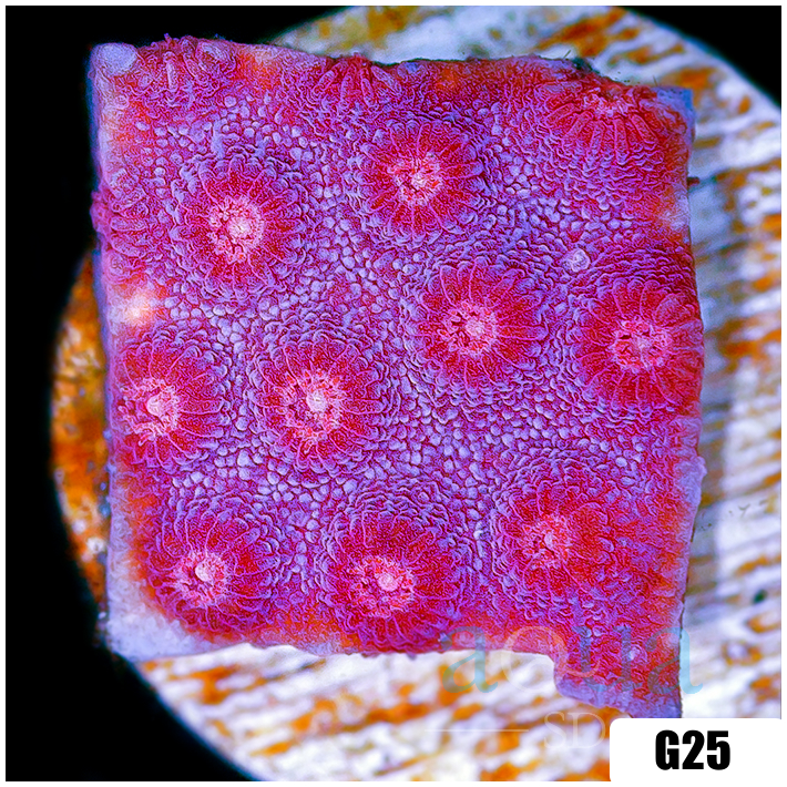 Grape Cyphastrea