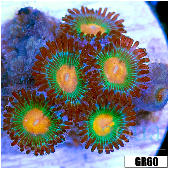 Gator Eyes Zoas