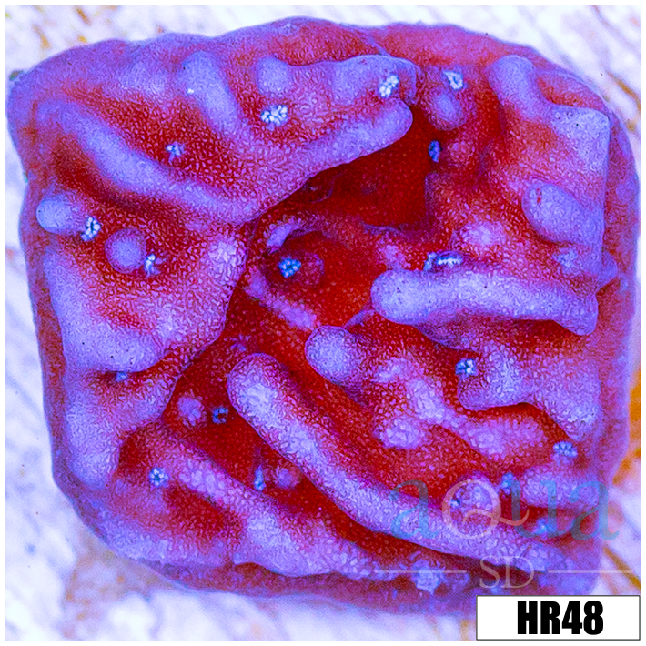 Purple Haze Monti