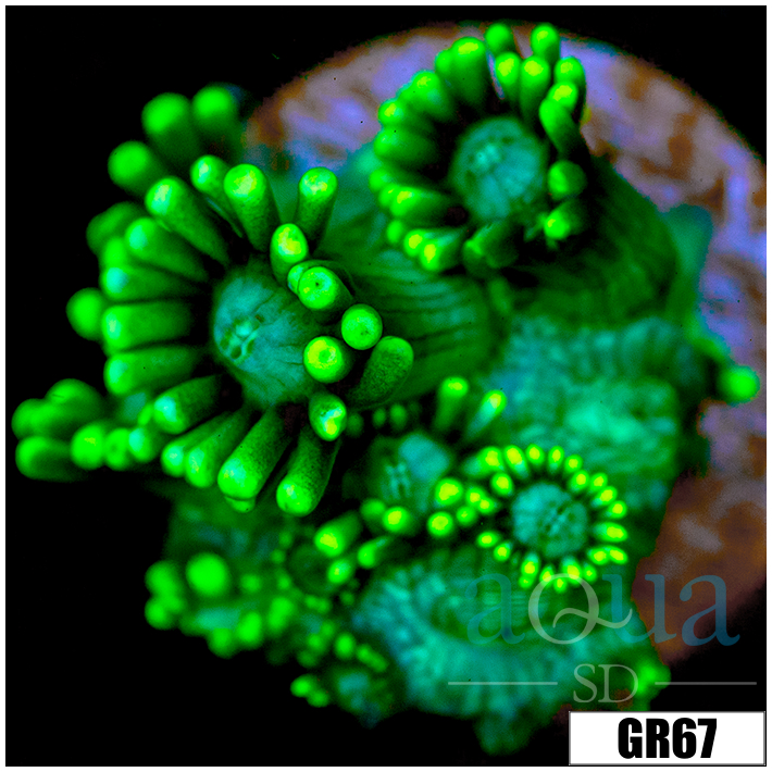 Neon Star Goniopora