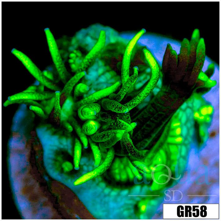Neon Star Goniopora
